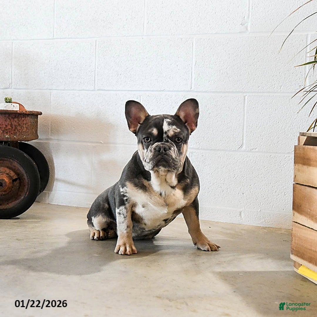 French Bulldog dogs for sale: Merly - Ad 3