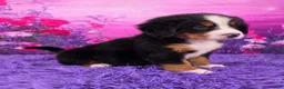 Bernese Mountain Dog dogs for sale: Dorthi - Ad 2