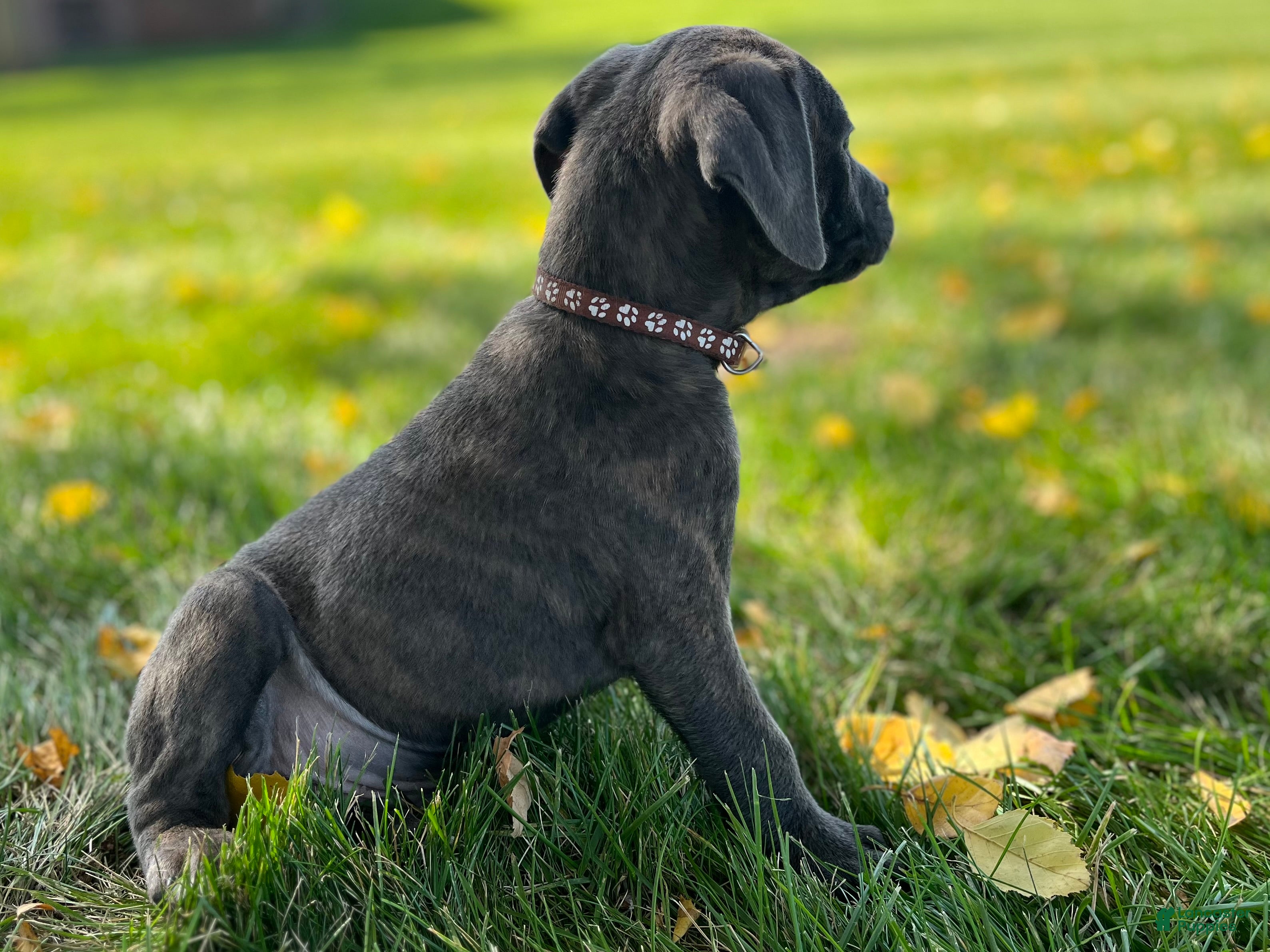 Cane Corso dogs Sawyer - Ad 1