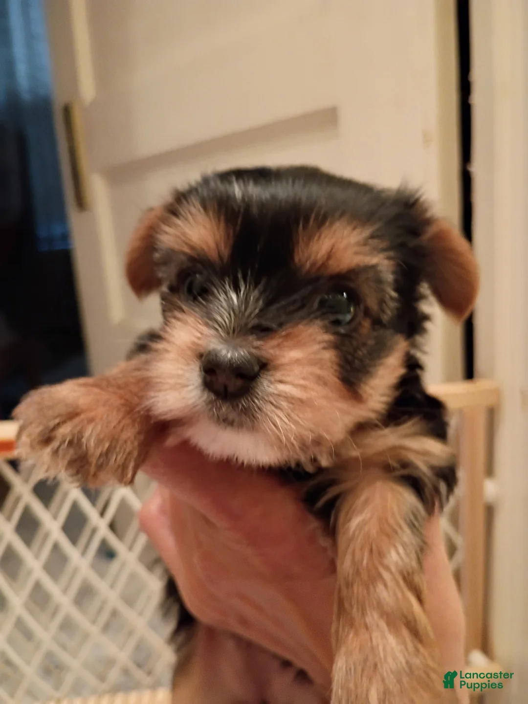 Yorkshire Terrier dogs for sale: Penelope - Yorkshire Terrier Puppy 3 - Ad 1