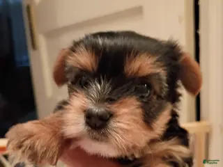 Yorkshire Terrier dogs Penelope - Yorkshire Terrier Puppy 3 - Ad 15