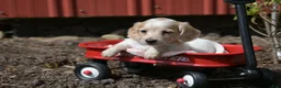 Miniature Dachshund dogs for sale: Vallory - Ad 3