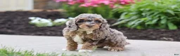 Cockapoo dogs for sale: Hudson - Ad 4