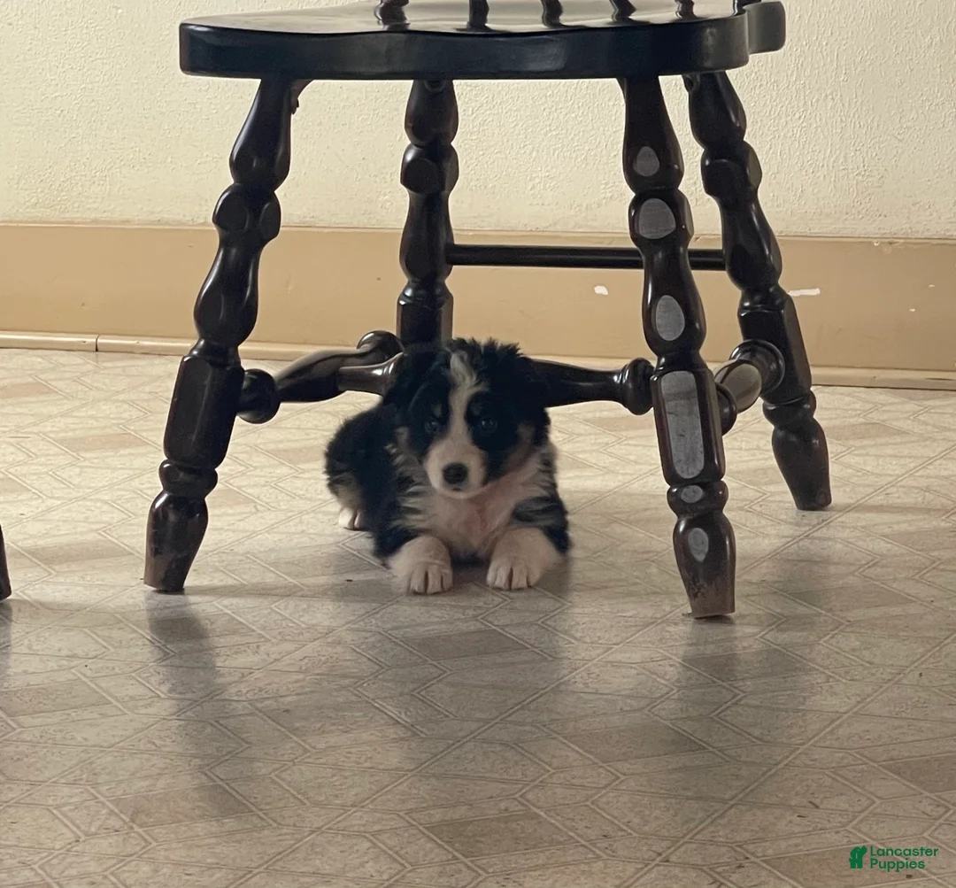 Australian Shepherd dogs for sale: Ruby  - Ad 4