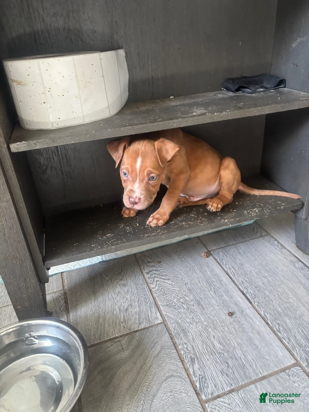 Mixed Breed dogs for sale: Nolan - Ad 3