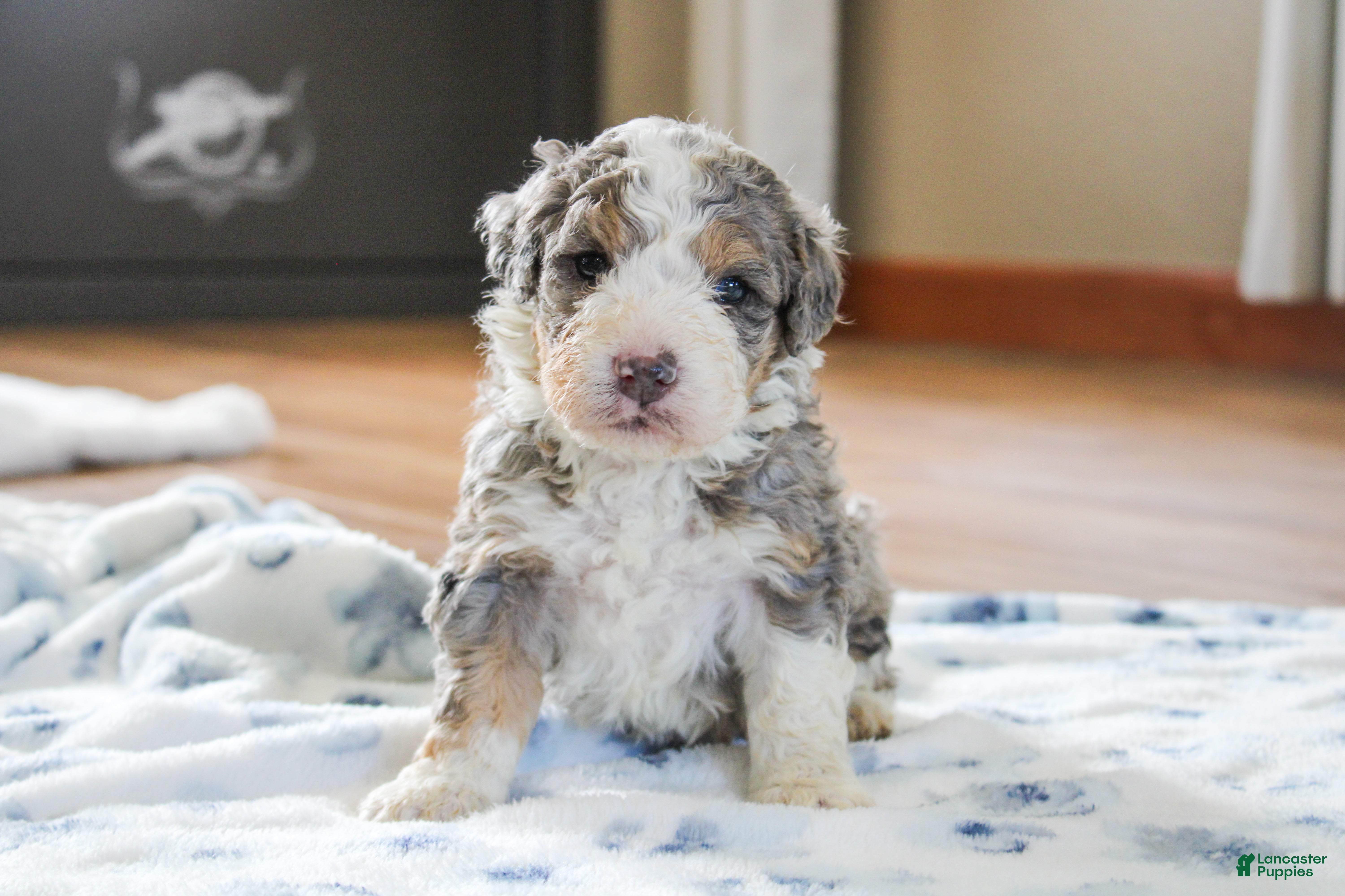 Mini Bernedoodle dogs Preston  - Ad 1