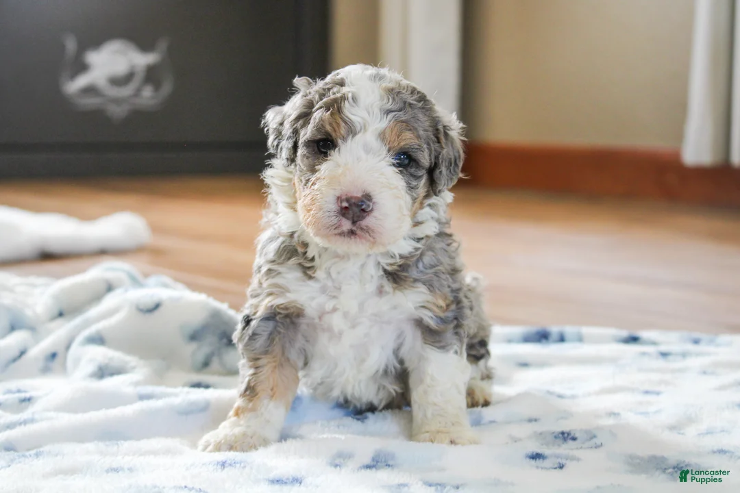 Mini Bernedoodle dogs for sale: Preston  - Ad 1