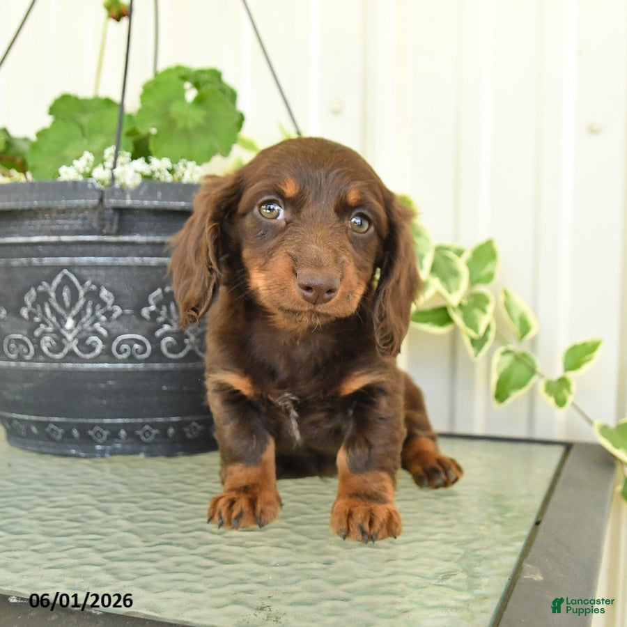 Dachshund dogs for sale: Macie - Ad 3