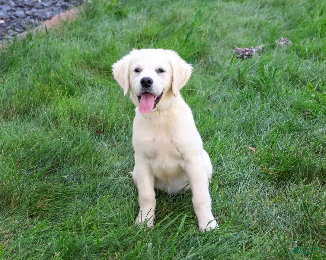 Golden Retriever dogs for sale: Tori - Ad 2