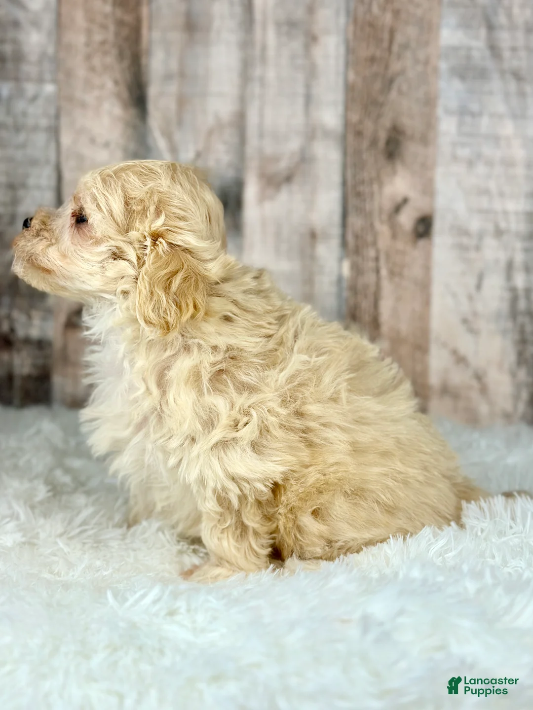 Maltipoo dogs for sale: Girl Amber - 0009 - Ad 2