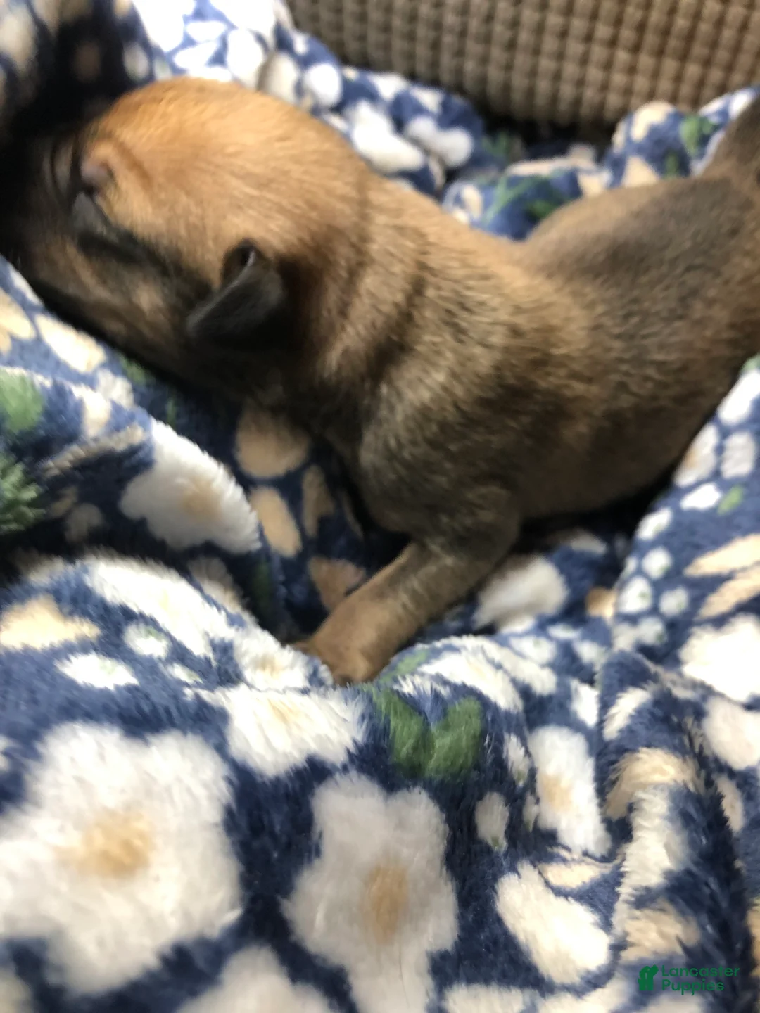 Mixed Breed dogs for sale: Male 3 - Ad 2