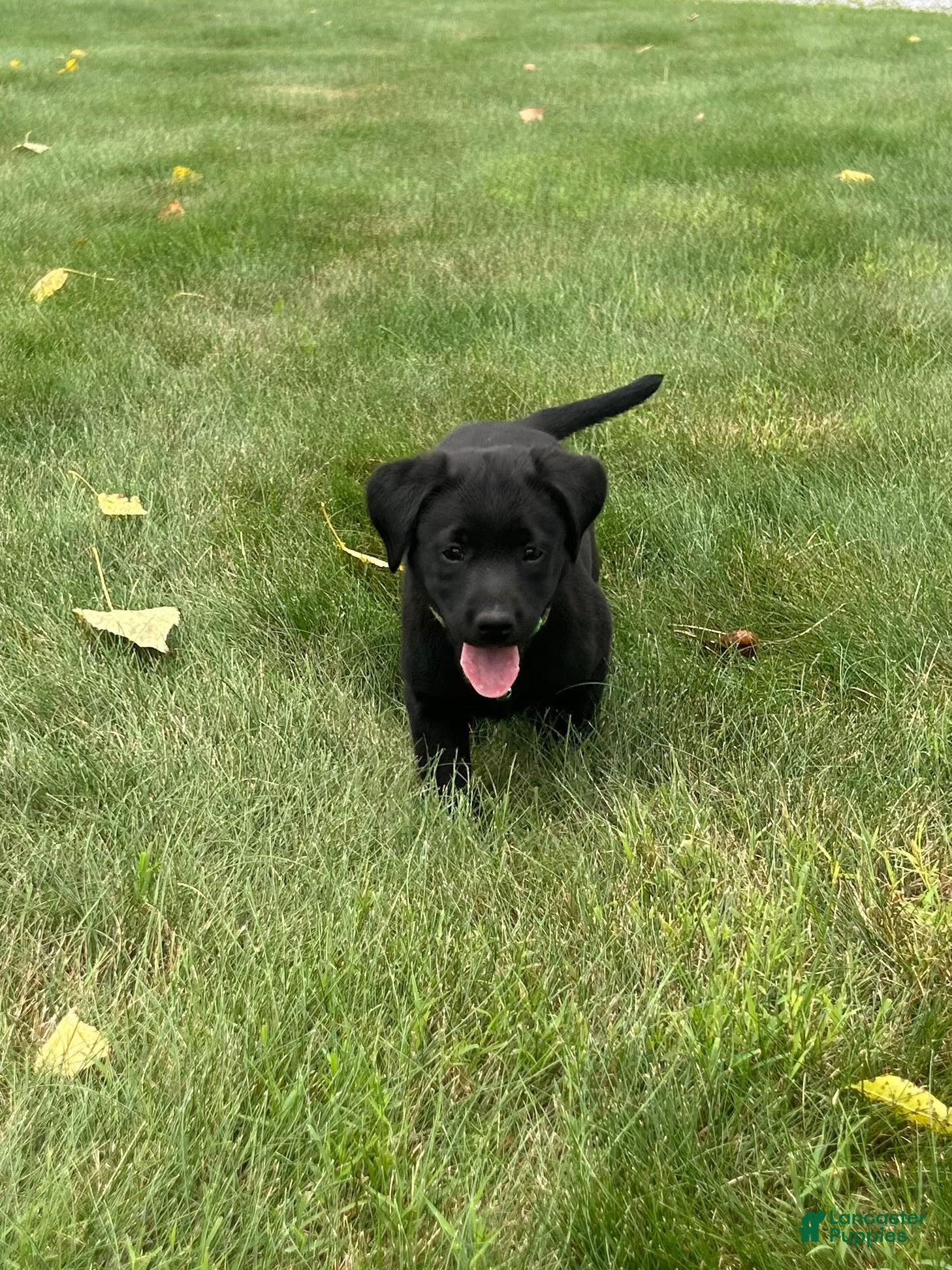 Labrador Retriever dogs Ivy - Ad 1