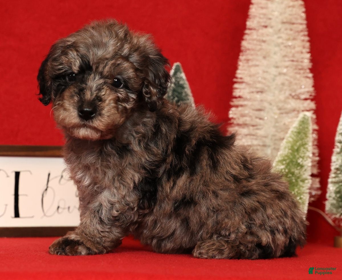 Miniature Poodle dogs Porter - Ad 12