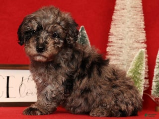 Miniature Poodle dogs Porter - Ad 2