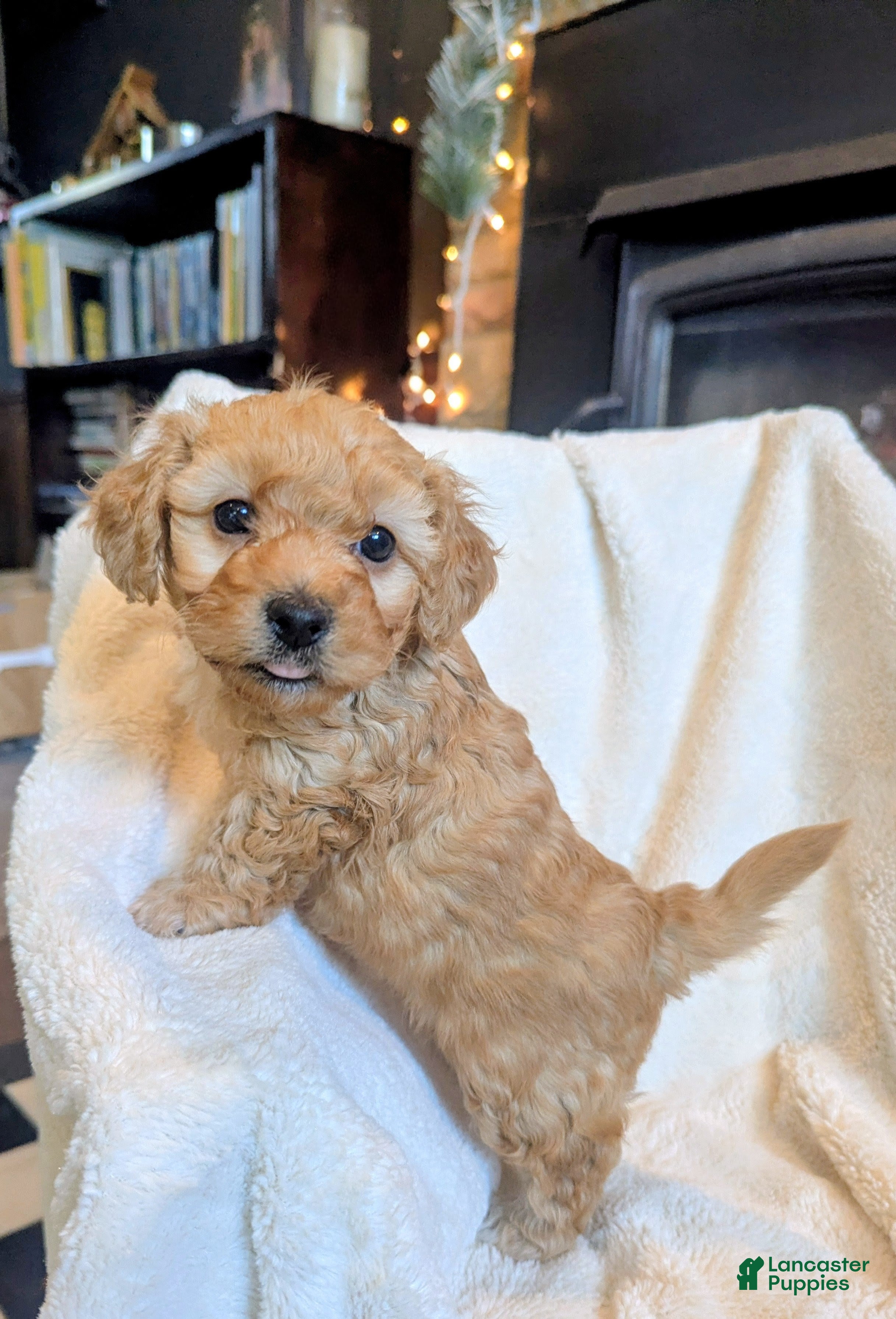 Mixed Breed dogs Luna  - Ad 14