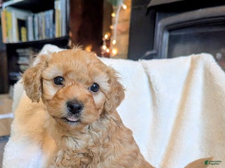 Mixed Breed dogs Luna - Ad 7