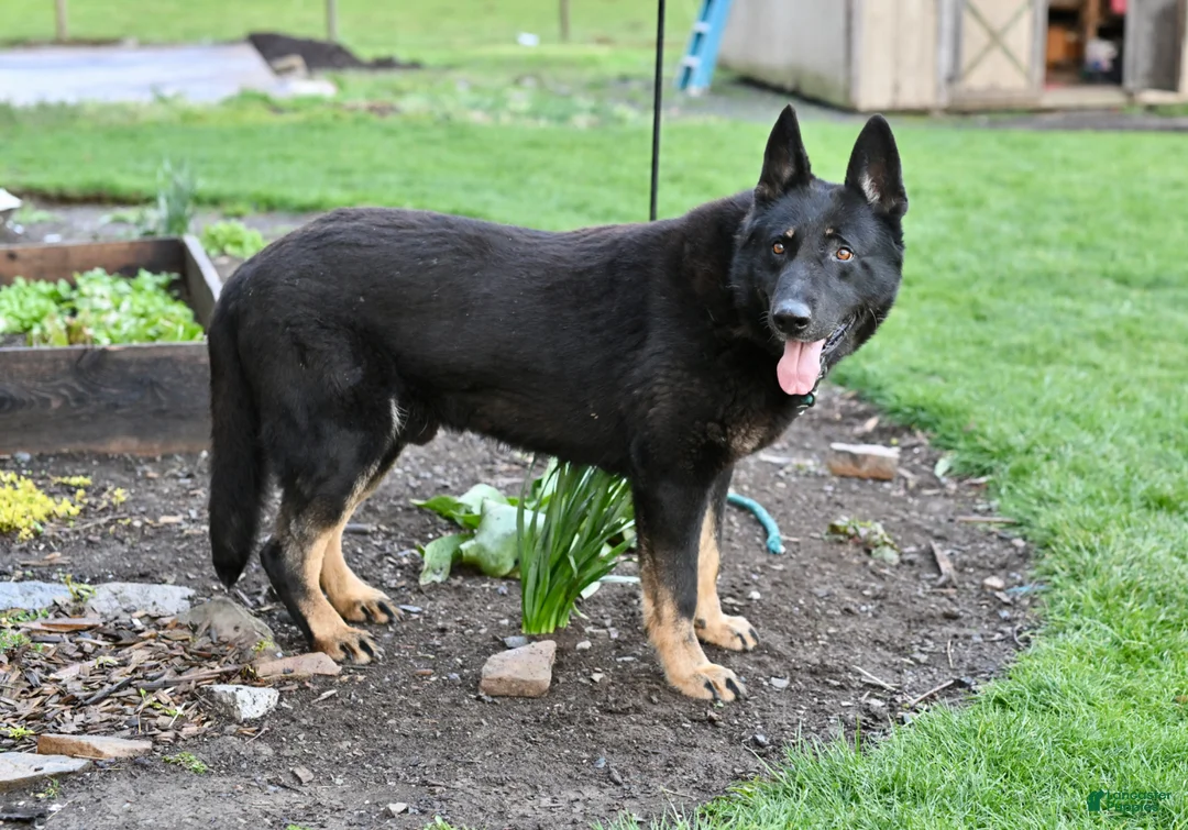 German Shepherd dogs for sale: Georgia  - Ad 6