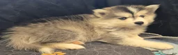 Pomsky dogs for sale: Grey mini - Ad 5