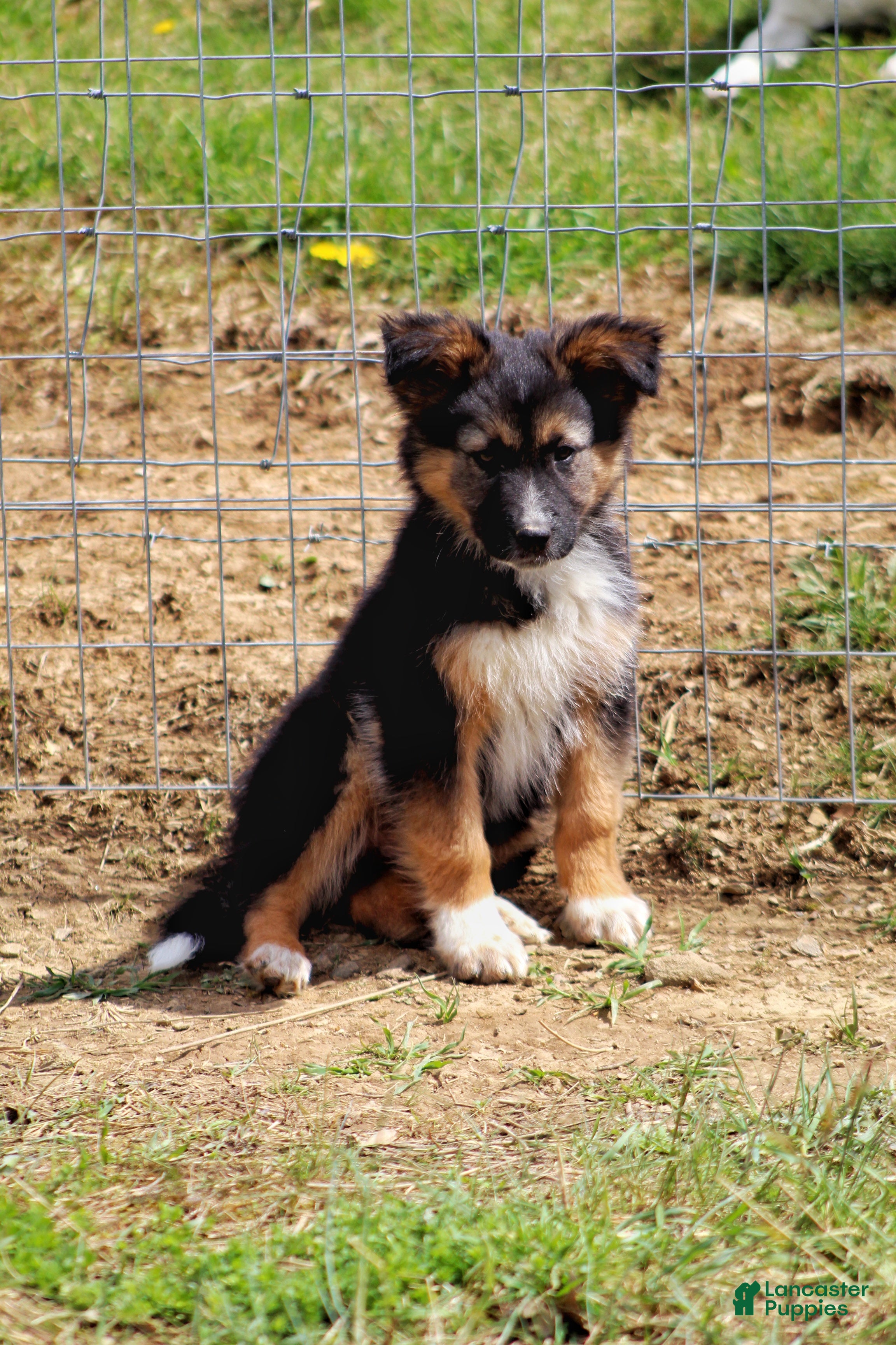 Mixed Breed dogs Boone  - Ad 1