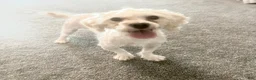 Havapoo dogs for sale: Forrest - Ad 1