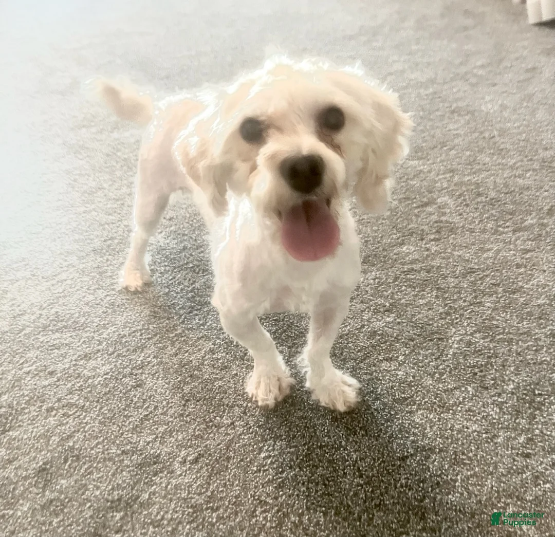 Havapoo dogs for sale: Forrest - Ad 1