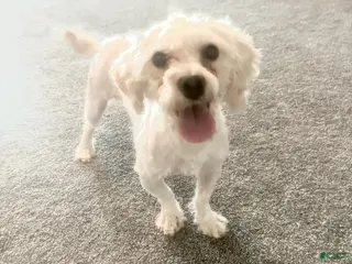 Havapoo dogs Forrest - Ad 28