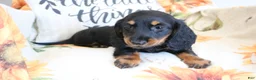 Miniature Dachshund dogs for sale: Daisy - Ad 9