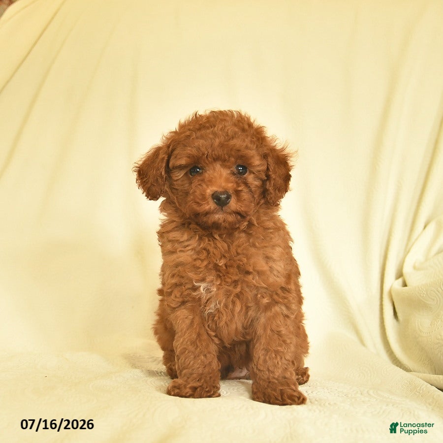Toy Poodle dogs Lance  - Ad 2