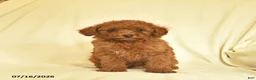 Toy Poodle dogs for sale: Lance  - Ad 4