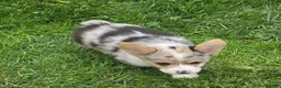 Welsh Corgi Pembroke dogs for sale: Stunning Stanley  - Ad 20