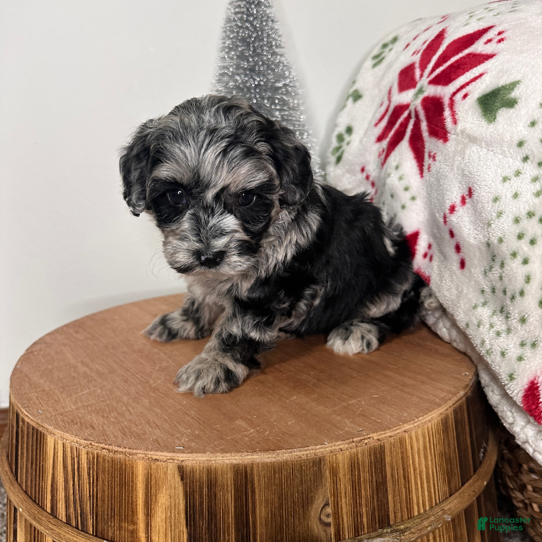 Cavapoo dogs for sale: Flurry - Ad 3
