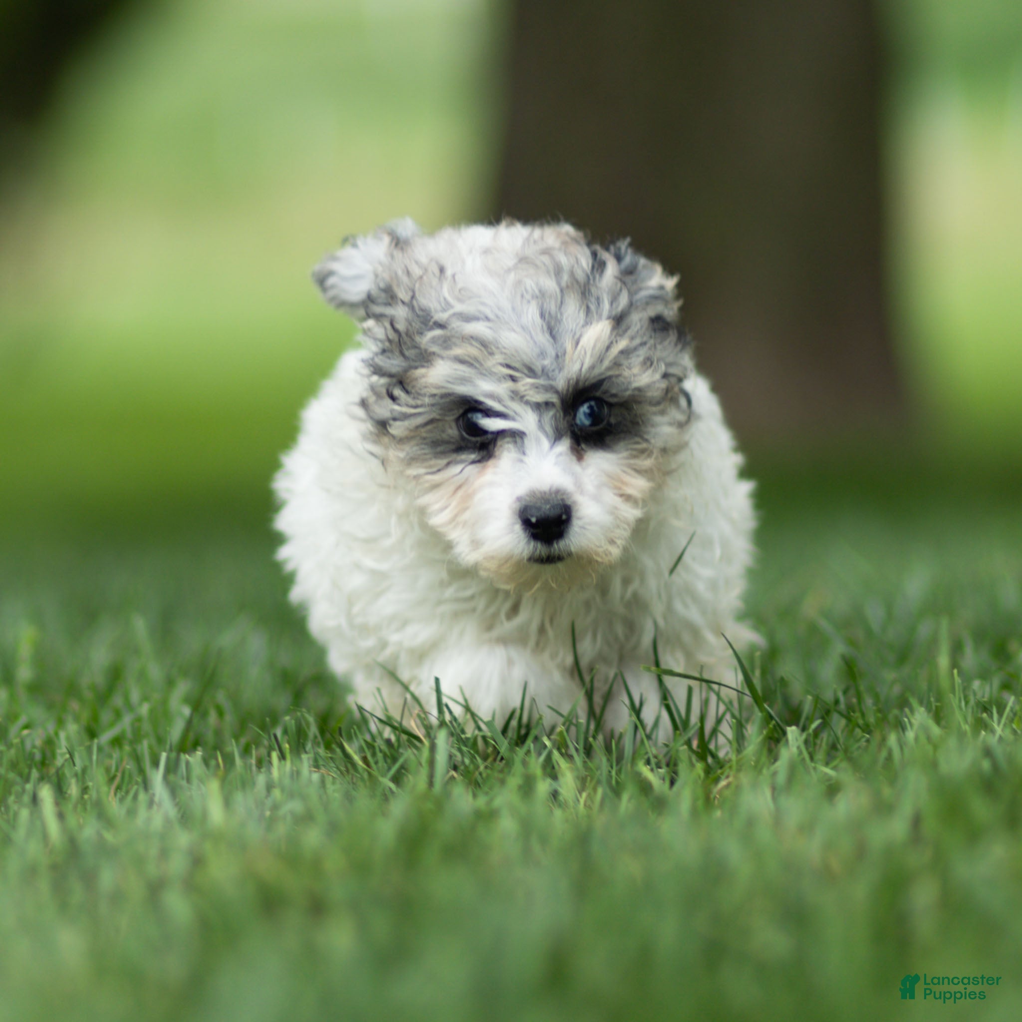 Maltipoo dogs Rex Maltipoo  - Ad 1