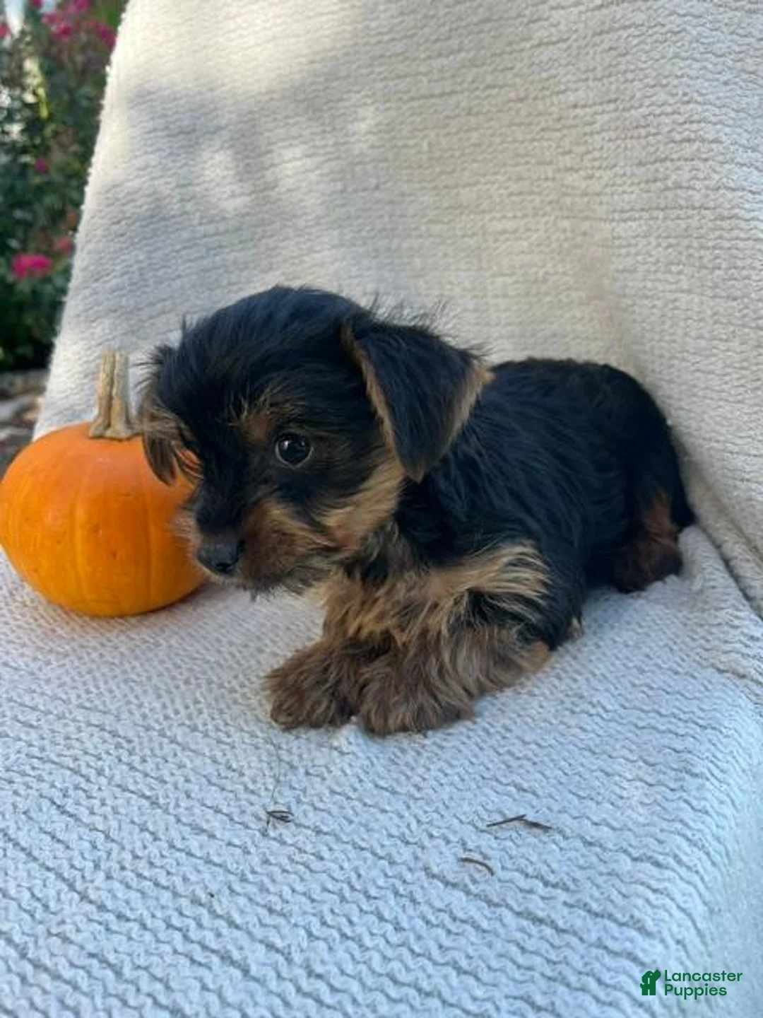 Yorkshire Terrier dogs for sale: Houdini - Ad 3