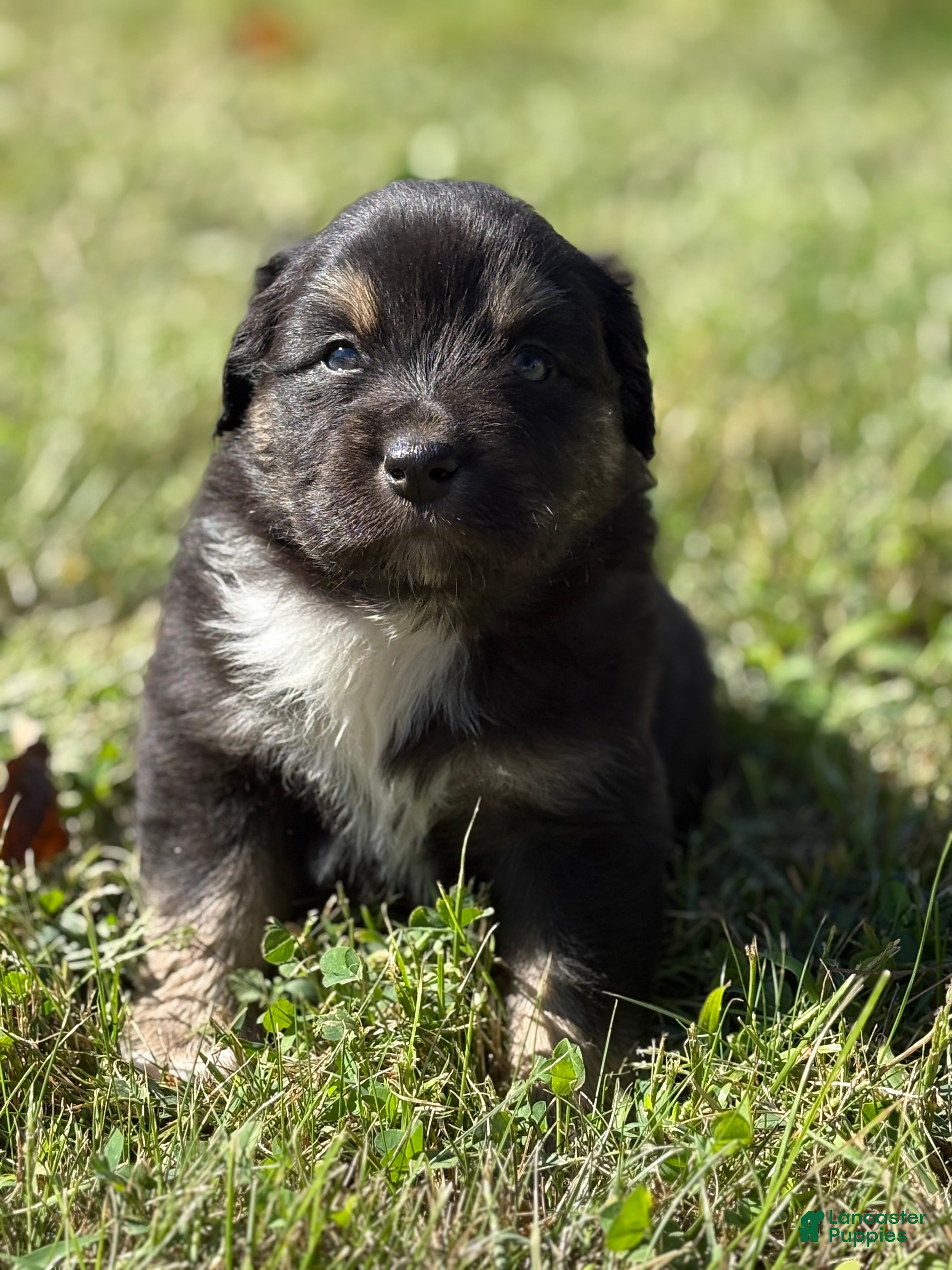Australian Shepherd Puppies for sale under $200 Lancaster Puppies