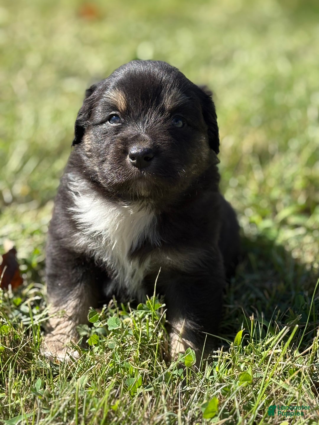 Australian Shepherd Puppies for sale under $200 Lancaster Puppies