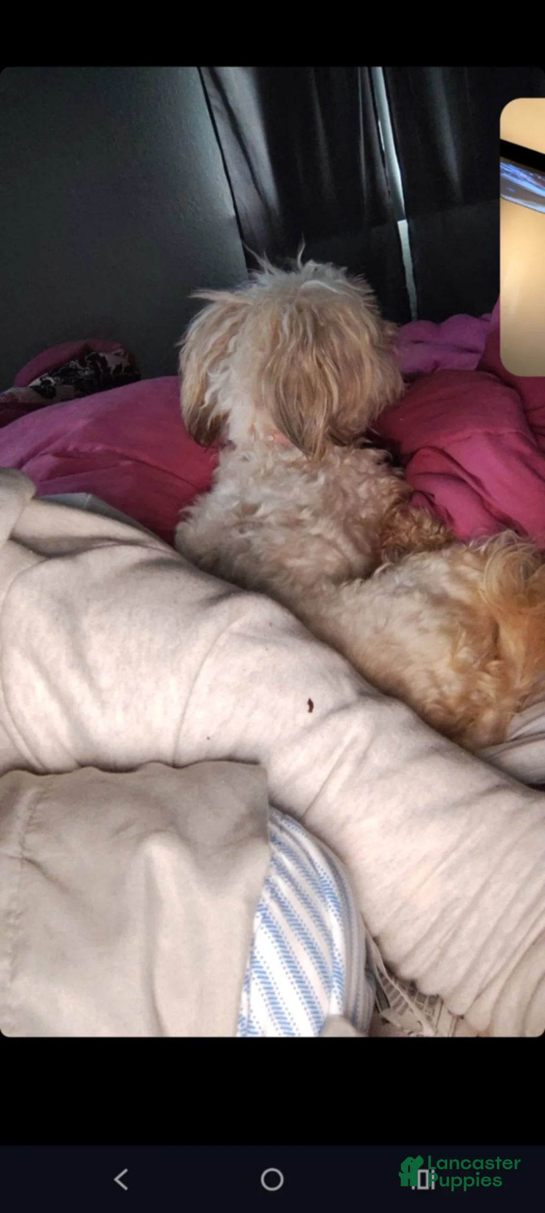 Maltese dogs for sale: Moose - Ad 5