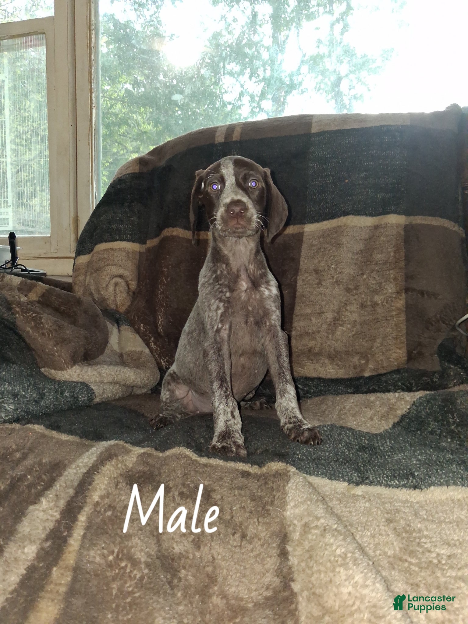 German Shorthaired Pointer dogs German Shorthaired Pointer Puppy 7 - Ad 15