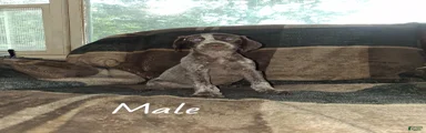 German Shorthaired Pointer Puppy 7