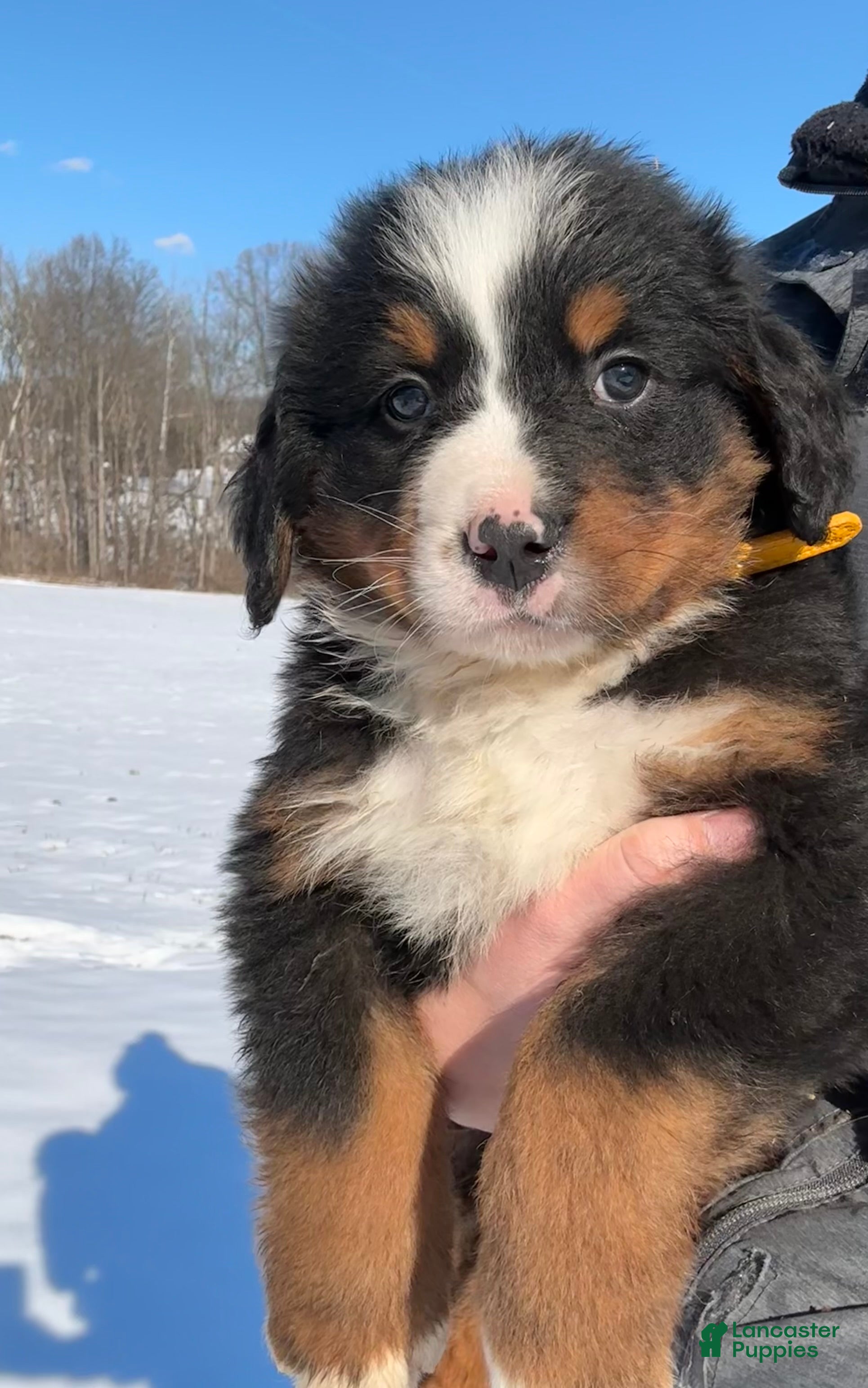 Bernese Mountain Dog dogs Kobe - Ad 41