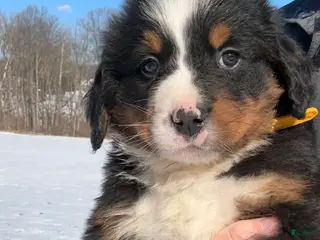Bernese Mountain Dog dogs Kobe - Ad 39
