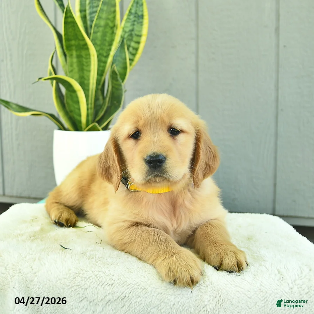 Golden Retriever dogs for sale: Honey   - Ad 2