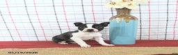 Boston Terrier dogs for sale: Juliet - Ad 1
