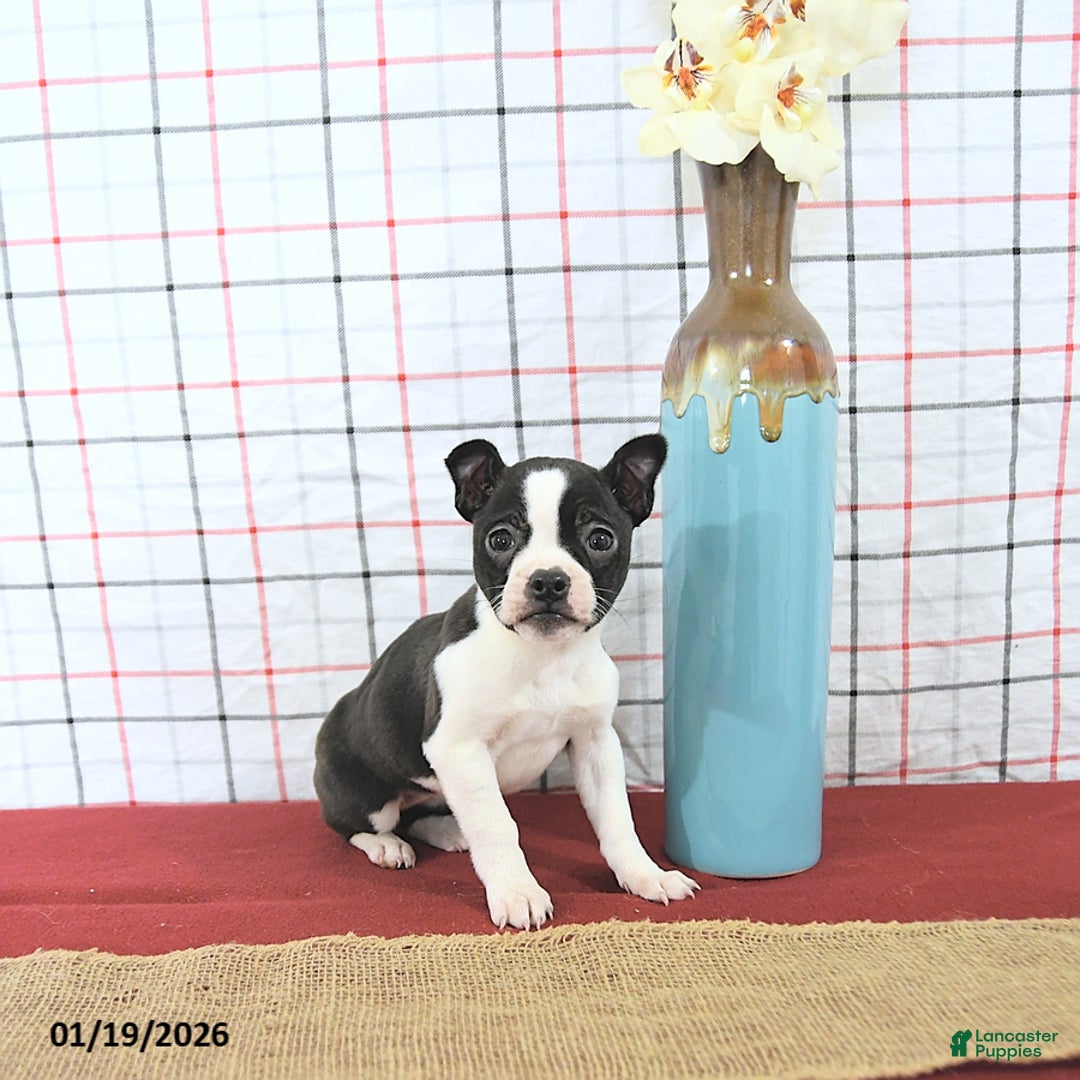 Boston Terrier dogs for sale: Juliet - Ad 1