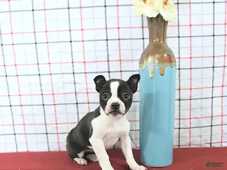 Boston Terrier dogs Juliet - Ad 3
