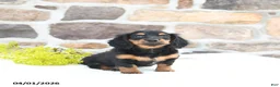 Miniature Dachshund dogs for sale: Bumblebee - Ad 4