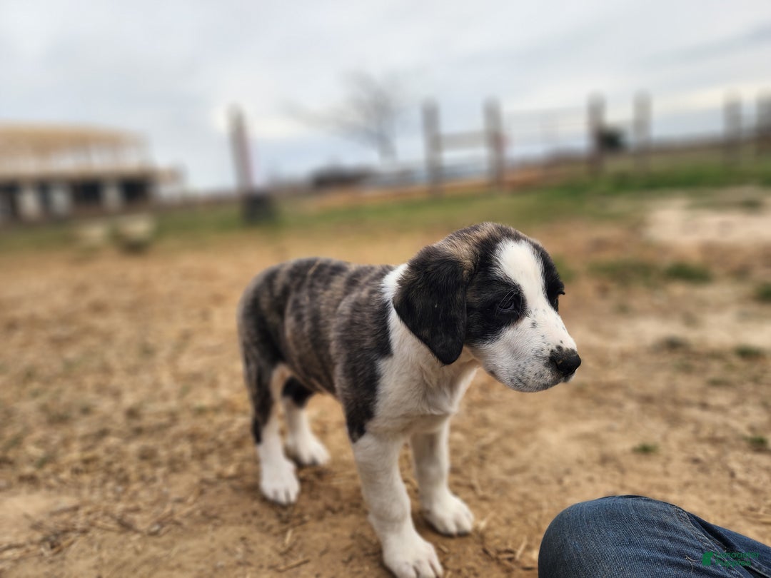 Anatolian Shepherd dogs for sale: AKC Blue 2025 M2 ASD puppy - Ad 14