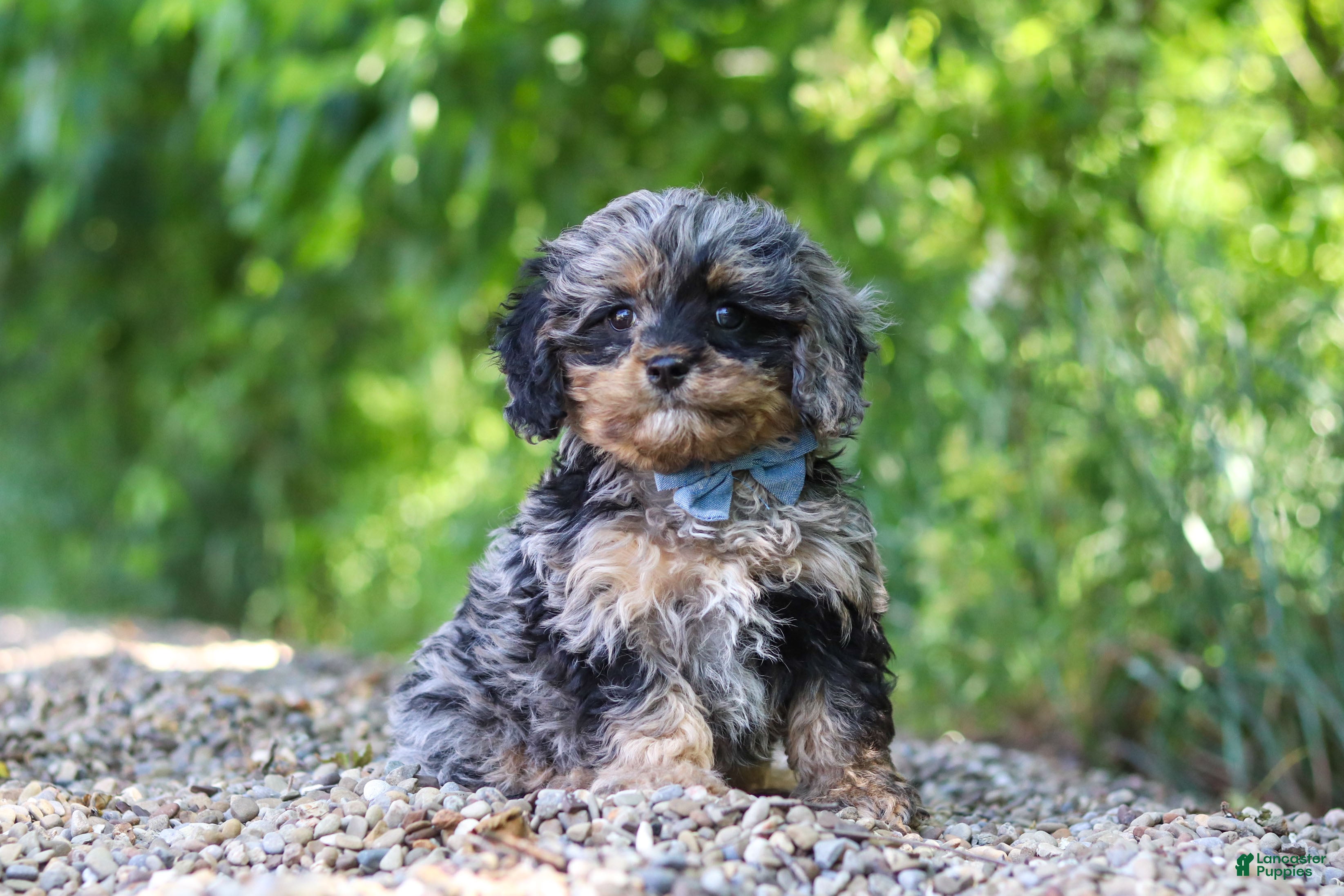 Cavapoo dogs Sparky - Ad 2