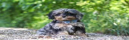 Cavapoo dogs for sale: Sparky - Ad 2