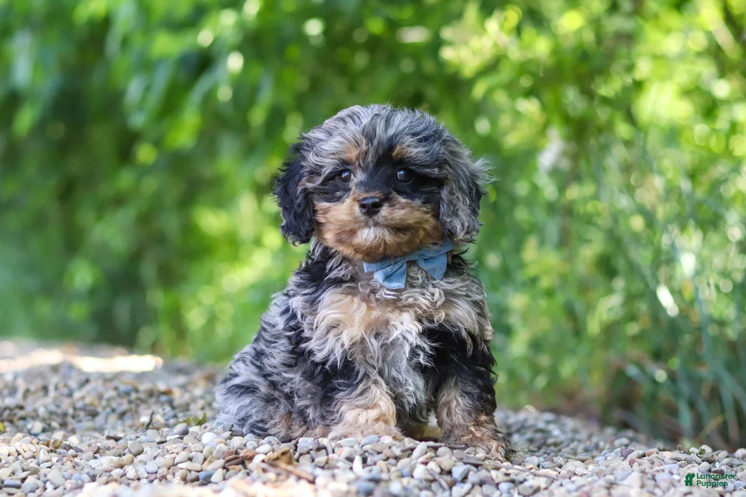 Cavapoo dogs for sale: Sparky - Ad 2