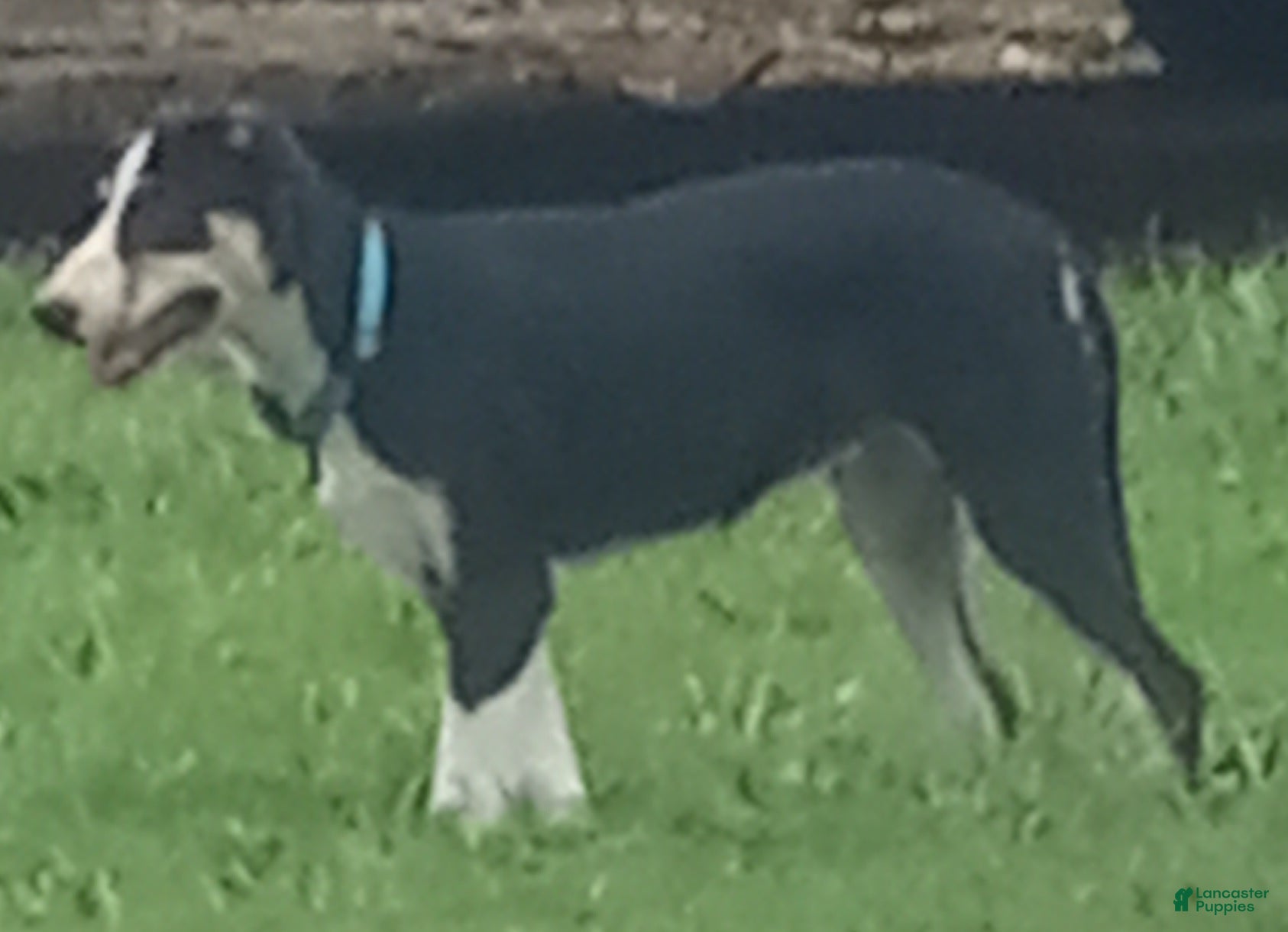 Border Collie dogs Zoe - Ad 1